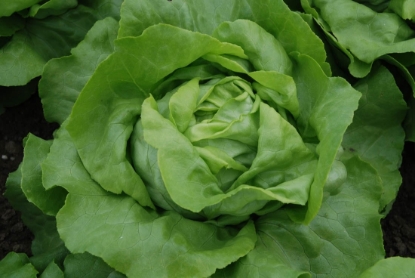 Picture of Organic Lettuce Matilda